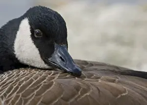 Kanadagans Branta canadensis
