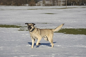 Kangal, Anatolian guard dog in the snow
