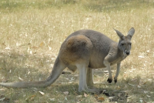 Kangaroo in the Cleland Wildlife Park