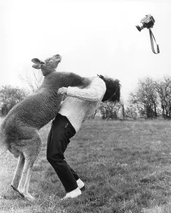 Kangaroo hitting a photographer