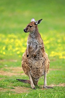 Kangaroo Island Kangaroo (Macropus fuliginosus fuliginosus)