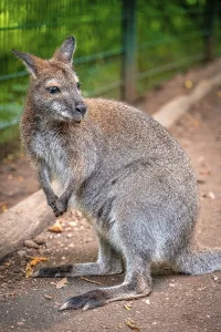 Kangaroo (Macropodidae) standing in the park with attentive gaze and bushy tail