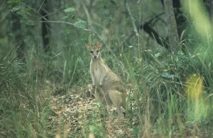 Kangaroo (Macropodinae)