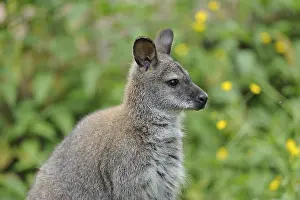 Kangaroo in side profile with background of green plants and yellow flowers