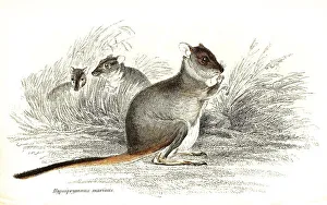 Kangaroo rat, Hypsiprymnus murinus