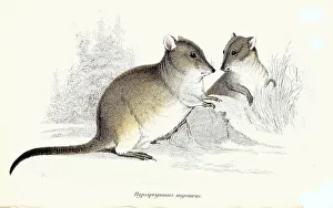 Kangaroo rat, Hypsiprymnus murinus