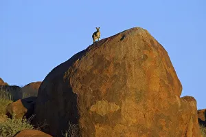 Kangaroo on red rocks, Macropus rufus