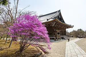 Kannondo of Ninna-ji Temple, purple blooming bush in spring