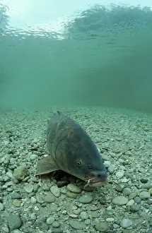 Kapfen, mirror carp, Cyprinus carpio
