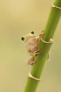 Karolina Treefrog, American Treefrog