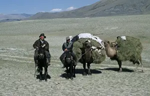 Kasak nomads on horses passing with loaded camels