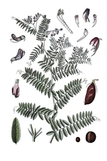 Kashubian vetch (Vicia cassubica)