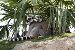 Katta (Lemur catta)