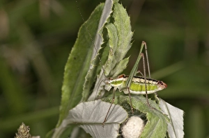 Katydid or Bush-cricket (Poecilimon jonicus)