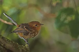 Kauai Elepaio Chasiempis sclateri