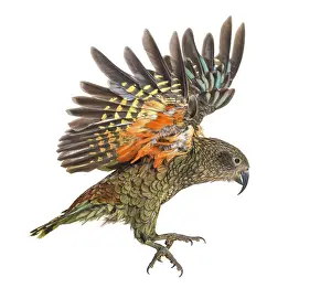 Kea Bird, Nestor notabilis, or Alpine parrot