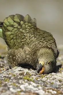 Kea (Nestor notabilis)