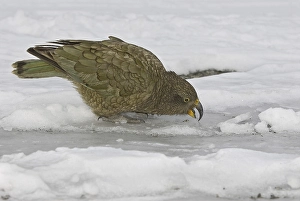 Kea (Nestor notabilis), adult, feeding on snow