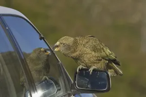 Kea (Nestor notabilis), adult, perched on car wing mirror