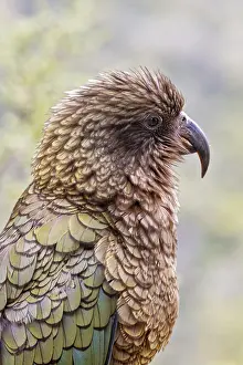 Kea (Nestor notabilis), Fiordland National Park