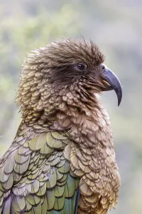 Kea (Nestor notabilis), Fiordland National Park