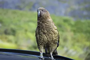 A Kea sits on a car roof. Milford Road