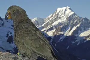 Kea in front of summit of Mt Cook in New Zealand