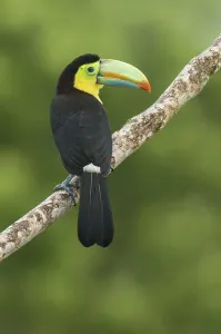 Keel-billed Toucan (Ramphastos sulfuratus)