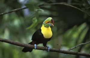 Keel-billed toucan (ramphastos sulfuratus)