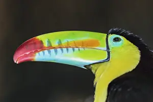 Category Wildlife DE Prints: Keel-billed toucan (Ramphastos sulfuratus)
