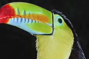 Category Wildlife DE Prints: Keel-billed toucan (Ramphastos sulfuratus)