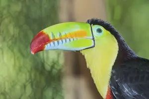 Category Wildlife DE Prints: Keel-billed toucan (Ramphastos sulfuratus)