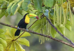 Keel-billed Toucan (Ramphastos sulfuratus) - at Laguna Lagarto Lodge near Boca Tapada