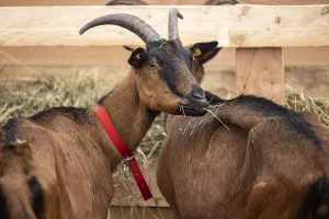 Keeping goats in a stable, Bunte Deutsche Edelziege