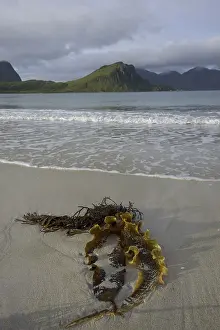 Kelp in the bay of Uttakleiv, Lofoten