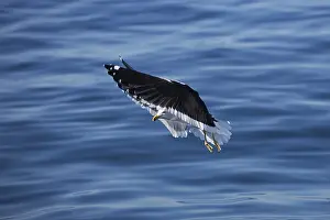 Kelp Gull (larus dominicanus), Adult in Flight