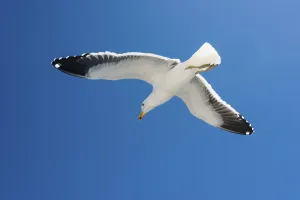 Kelp Gull (Larus dominicanus), in flight