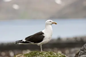 Kelp Gull (Larus dominicanus), St