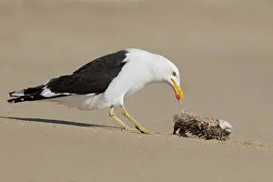 Kelp Gull (Larus dominicanus), Victoria