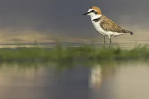 Kentish Plover (Charadrius alexandrinus)