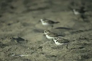 Kentish plover (Charadrius alexandrinus)