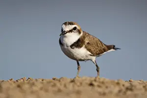 Kentish Plover (Charadrius alexandrinus) male