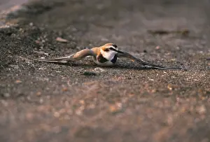 Kentish plover (Charadrius alexandrinus) Male faking injury