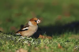 Kernbeiser, Coccothraustes Coccothraustes