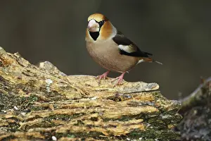Kernbeiser, Coccothraustes Coccothraustes