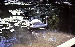 Keston Ponds lake, Bromley, Kent, England, UK September 1959
