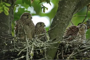 Kestrel