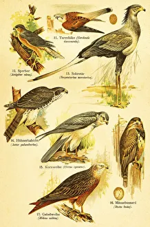 Kestrel (Cerchneis tinnuncula)