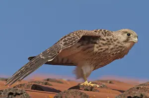 Kestrel (Falco tinnunculus)