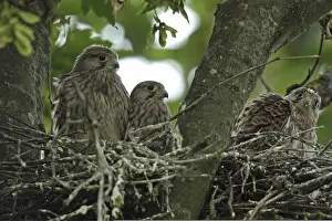 Kestrel (Falco tinnunculus)